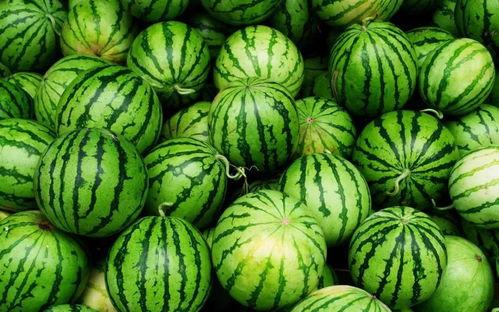 古代人吃寒瓜视频,揭秘古人夏日消暑佳品——寒瓜