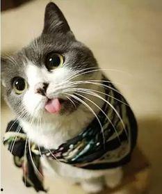 喵咪可以吃白瓜吗视频,揭秘猫咪能否享用白瓜美味