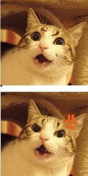 喵咪可以吃白瓜吗视频,揭秘猫咪能否享用白瓜美味