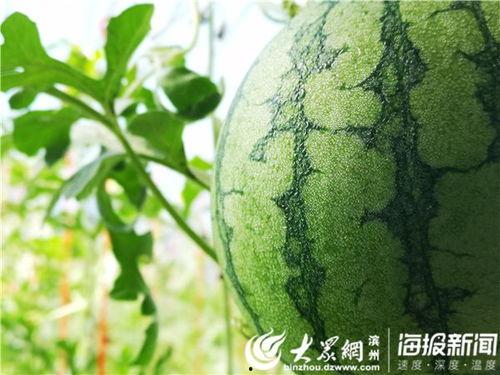 皋兰吃瓜视频,揭秘幕后故事，带你走进真实生活
