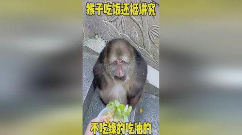 猴子吃甜宝瓜视频在线观看,甜宝瓜视频在线观看，萌态十足！