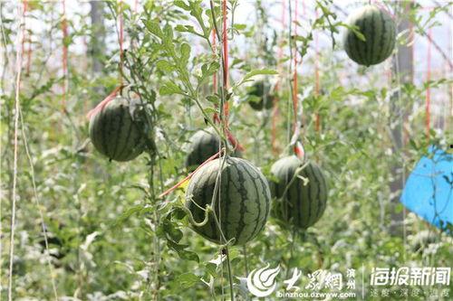 现在去哪里吃瓜视频,带你领略网络热点背后的故事