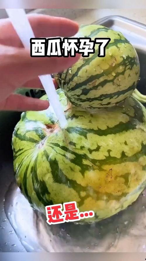 如何优雅吃瓜搞笑视频,一起领略幽默魅力