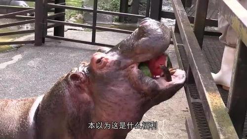搞笑河马吃瓜视频大全播放,欢乐无限