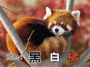 缘小熊猫吃瓜视频,揭秘娱乐圈幕后故事