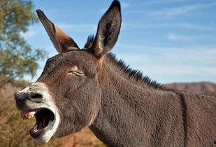 驴吃白玉瓜吗会死吗视频