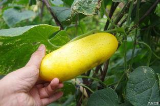 吃瓜不忘种瓜人的视频,揭秘幕后故事与成长历程