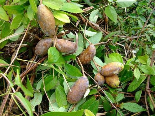 吃八月瓜的正确吃法视频,视频教你轻松品尝天然甜品