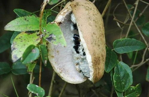 吃八月瓜的正确吃法视频,视频教你轻松品尝天然甜品