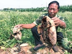 井陉吃瓜事件视频最新