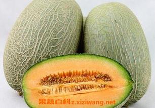 吃哈密瓜超香怎么办呢视频