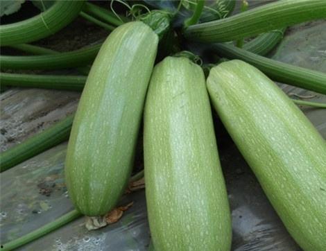 吃的葫瓜怎么留种子视频