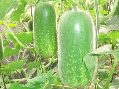 吃瓜现场一线视频大全,揭秘娱乐圈幕后真相