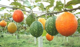 小女孩吃吊瓜视频大全,小女孩品尝吊瓜视频大盘点