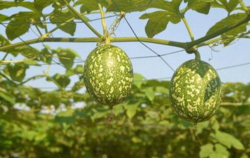 小女孩吃吊瓜视频大全,小女孩品尝吊瓜视频大盘点