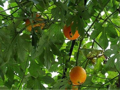 小女孩吃吊瓜视频大全,小女孩品尝吊瓜视频大盘点