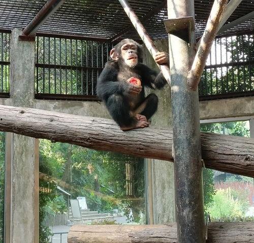 小动物吃瓜视频,小动物们的美味瓜宴