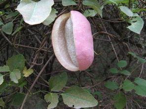 吃瓜八月瓜的视频,揭秘神秘果实的魅力与食用体验