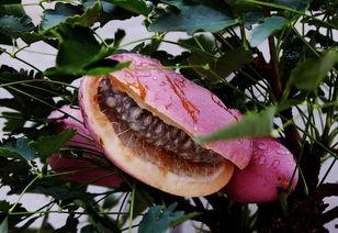 吃瓜八月瓜的视频,揭秘神秘果实的魅力与食用体验