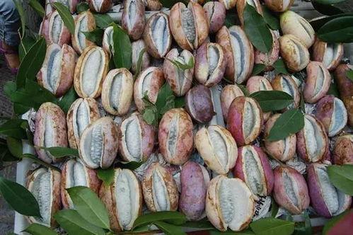 免费吃八月瓜视频,免费尝鲜！八月瓜美味视频大公开